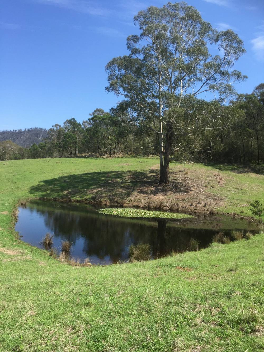 616 New Buildings Road, Wyndham, NSW 2550