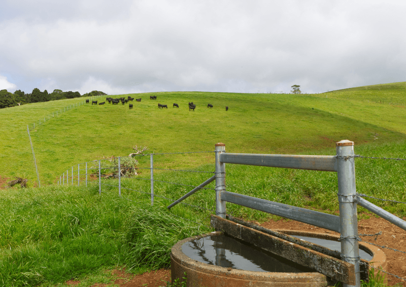 5287 Waterfall Way, DORRIGO, NSW 2453