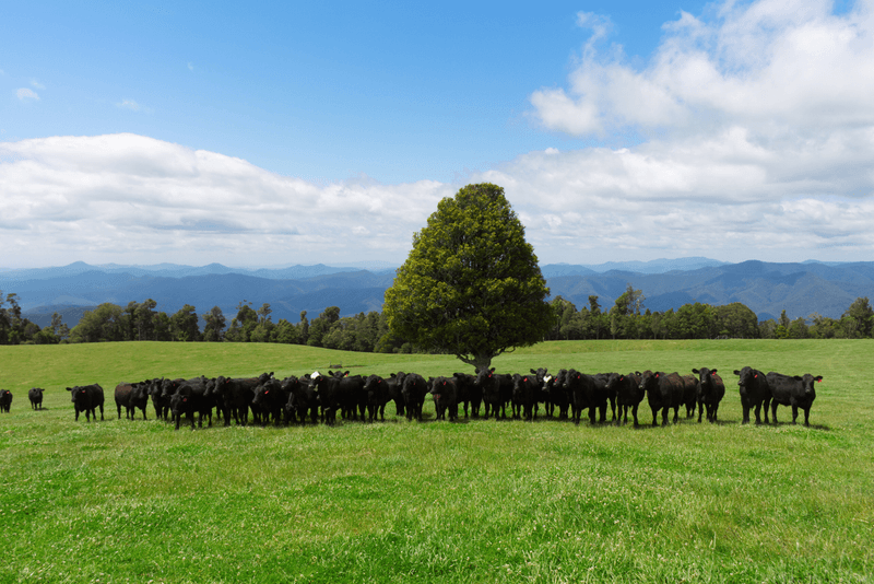 5287 Waterfall Way, DORRIGO, NSW 2453