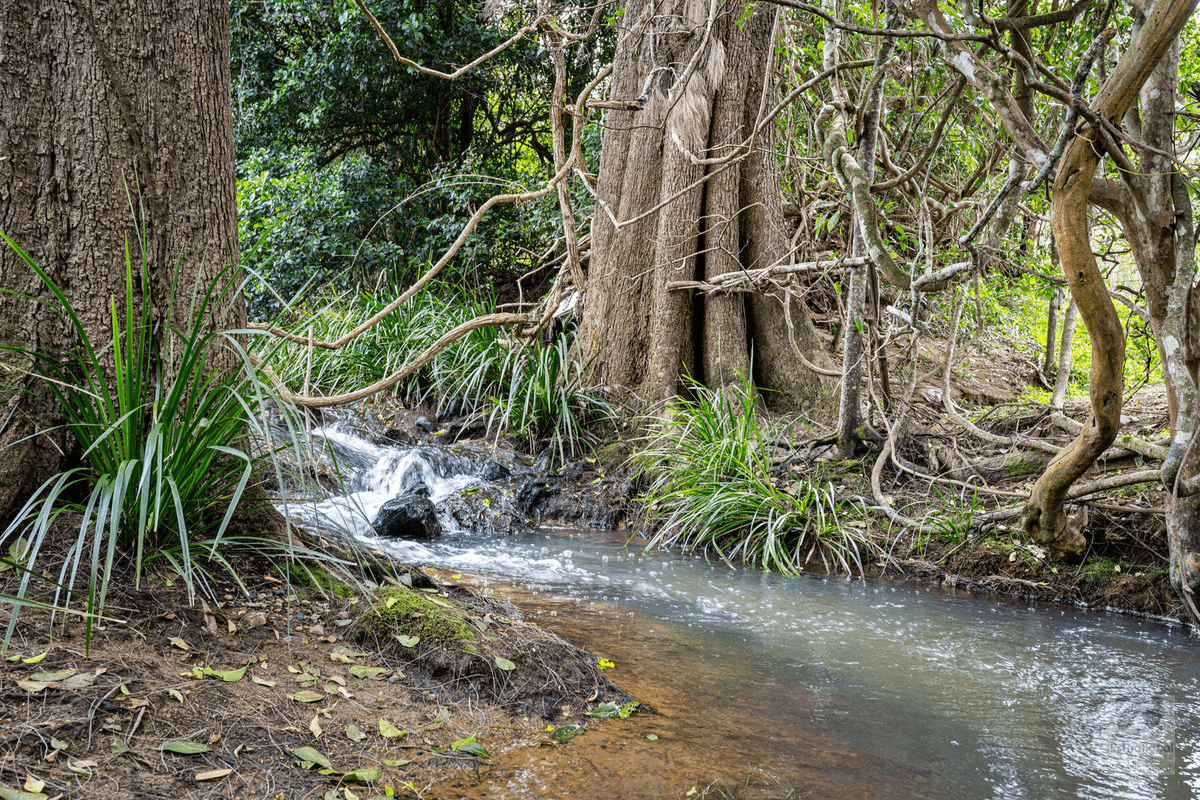 3808 Kyogle Road, Mount Burrell, NSW 2484