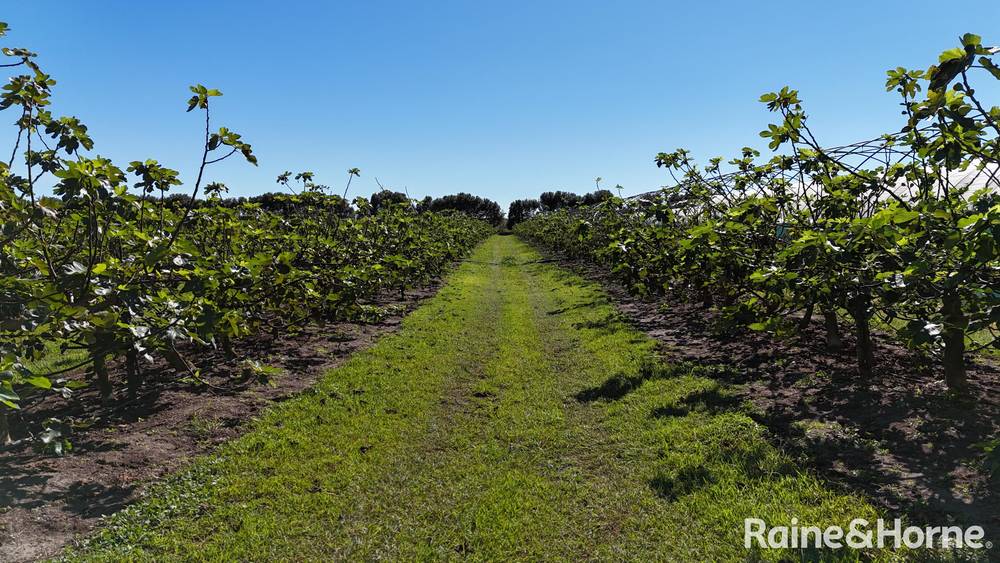 135 Newlands Road, NORTH GREGORY, QLD 4660