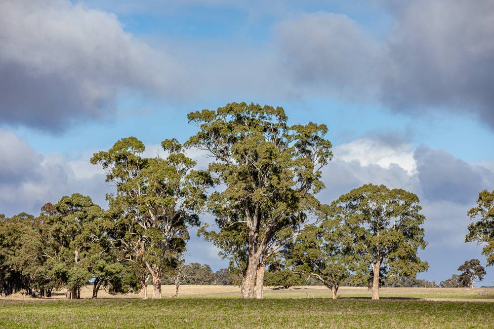 1911 Cadgee Road, Naracoorte, SA 5271