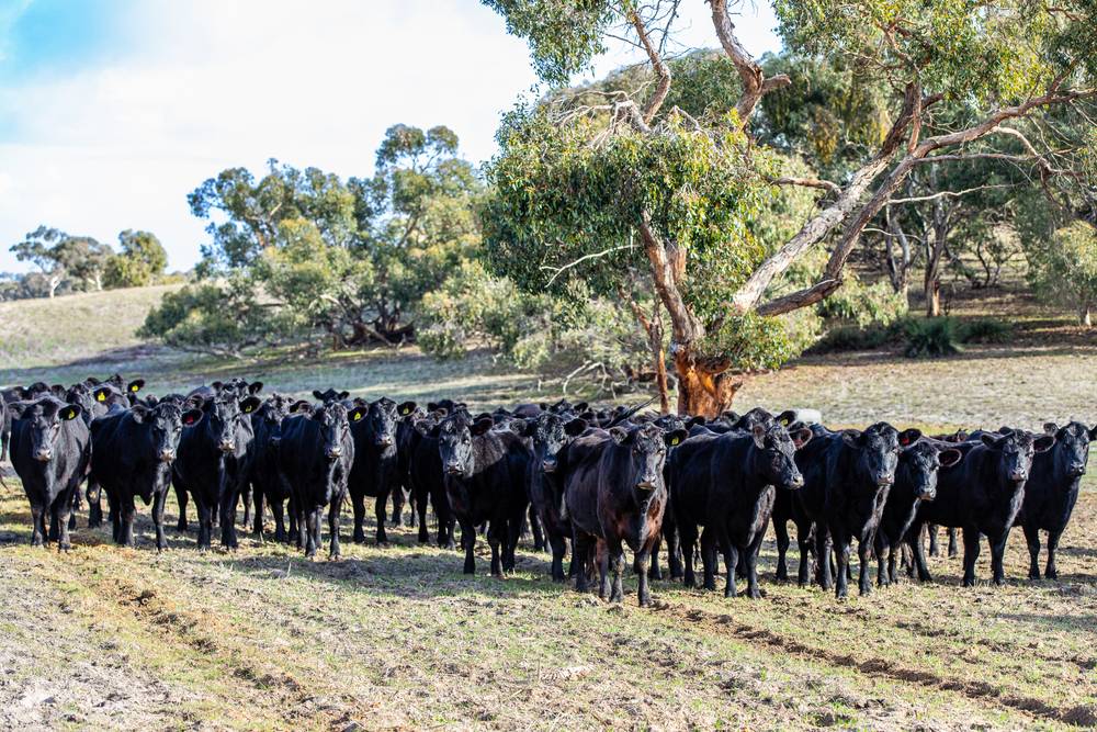 1911 Cadgee Road, Naracoorte, SA 5271