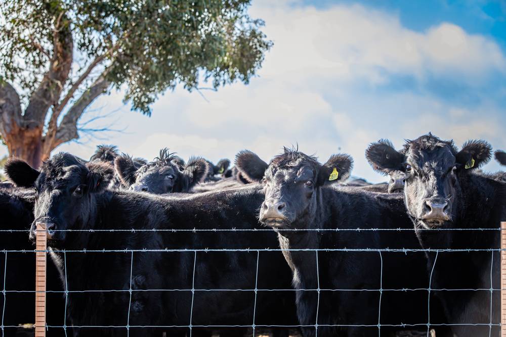 1911 Cadgee Road, Naracoorte, SA 5271