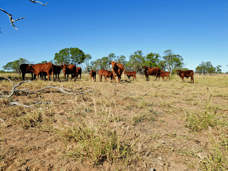 2180 Eastmere/Lou Lou Park Road, ARAMAC, QLD 4726