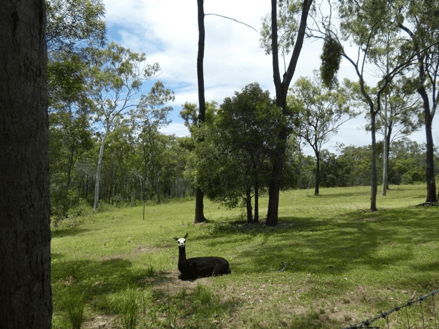 1341  Tableland Road, MOUNT MARIA, QLD 4674