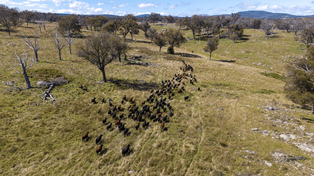 1971 Boorolong Road, ARMIDALE, NSW 2350