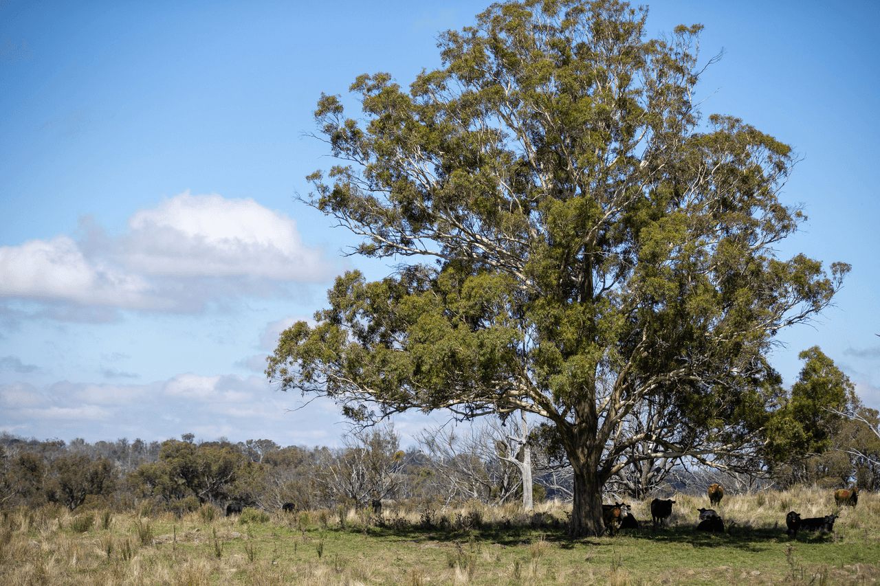 1971 Boorolong Road, ARMIDALE, NSW 2350