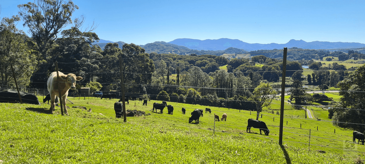 671 Kyogle Road, Byangum, NSW 2484