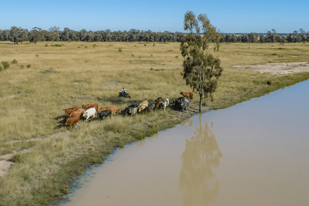 'Pine Hill' Hill, CHINCHILLA, QLD 4413