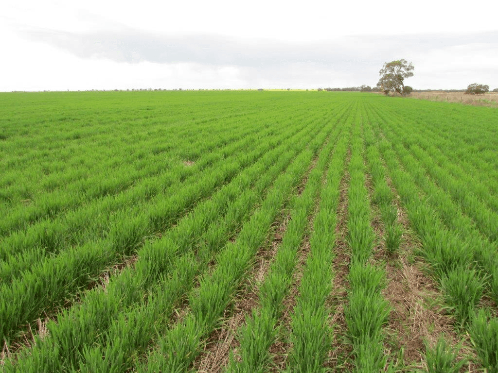 Boolite Rd, SHEEP HILLS, VIC 3392