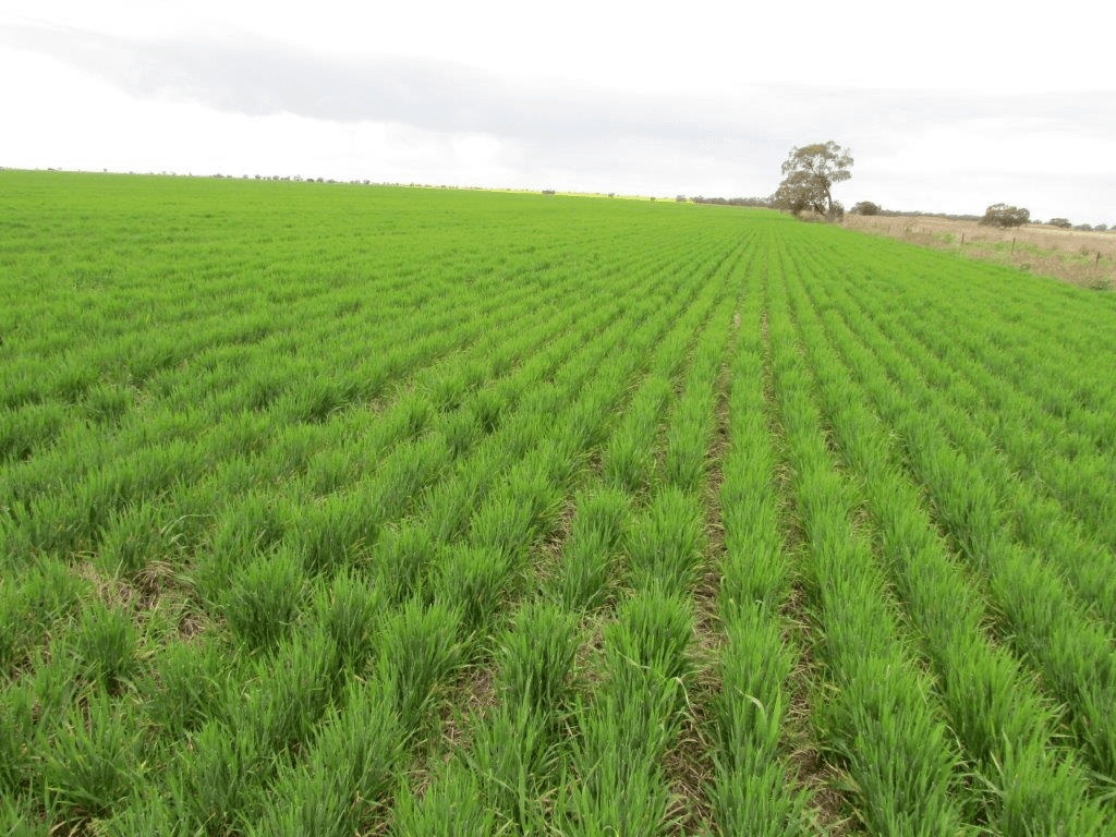Boolite Rd, SHEEP HILLS, VIC 3392
