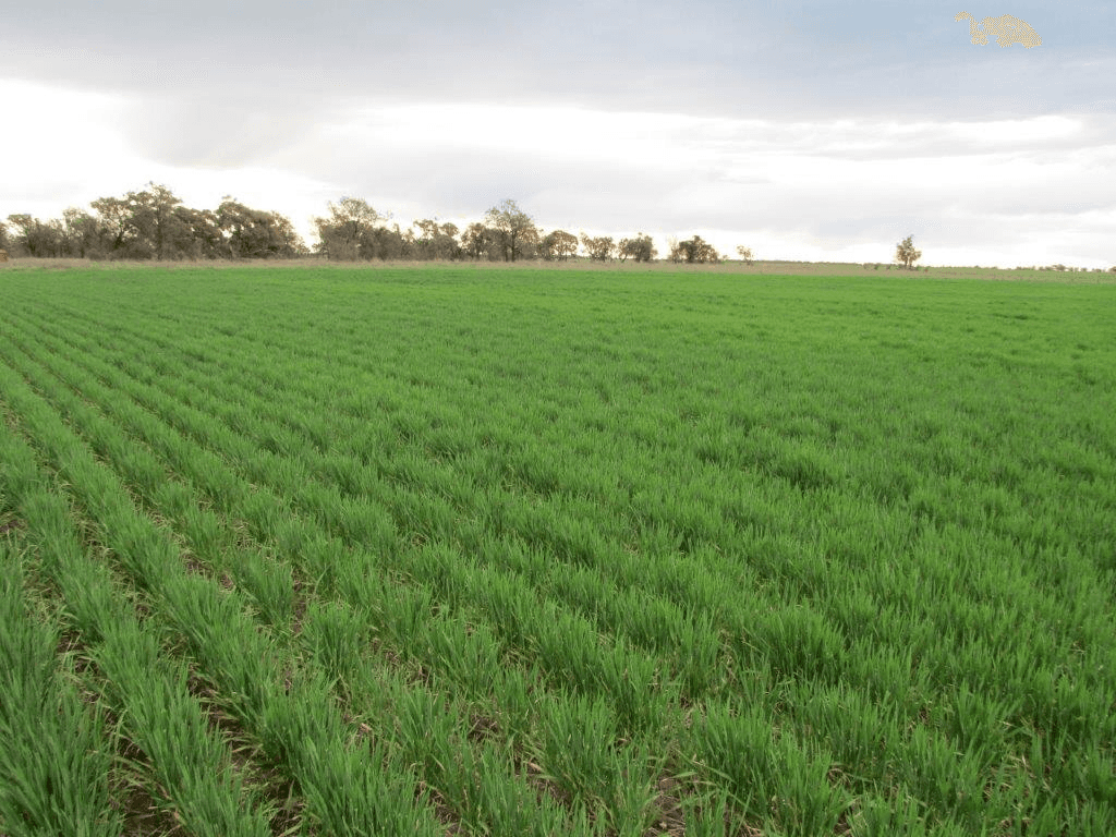 Boolite Rd, SHEEP HILLS, VIC 3392