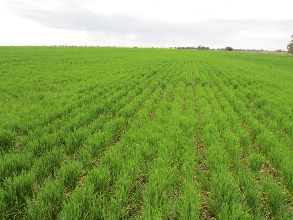 Boolite Rd, SHEEP HILLS, VIC 3392