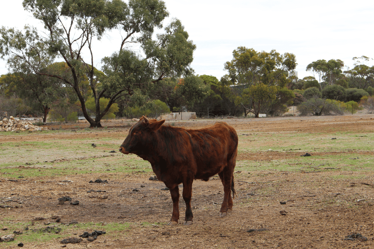 106 Dows Road, OWEN, SA 5460