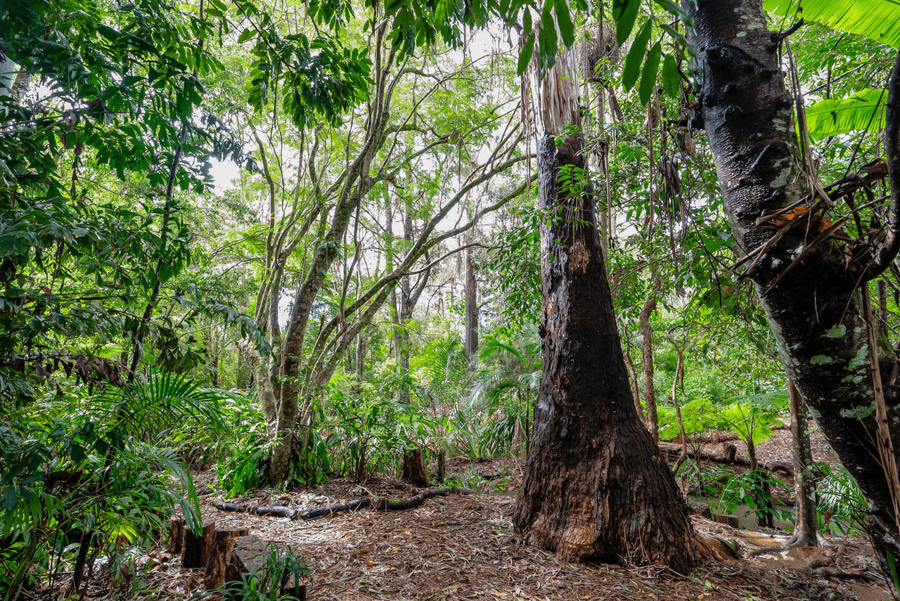 57 Treehaven Way, MALENY, QLD 4552