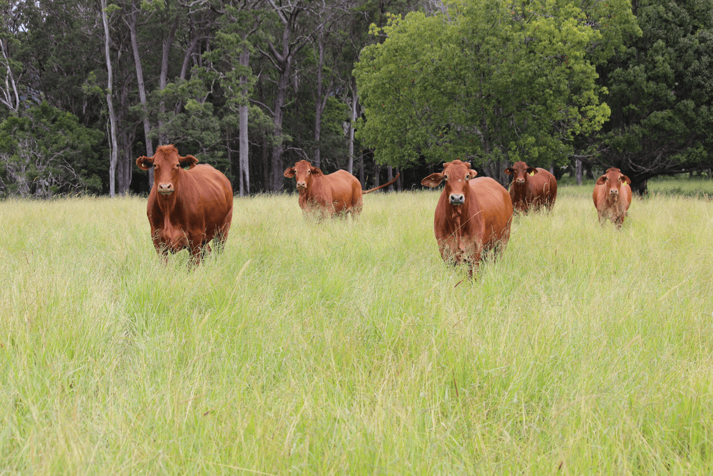 'HILLVIEW' FOR SALE BY AUCTION 20th MAY 2021, UPPER BARRON, QLD 4883