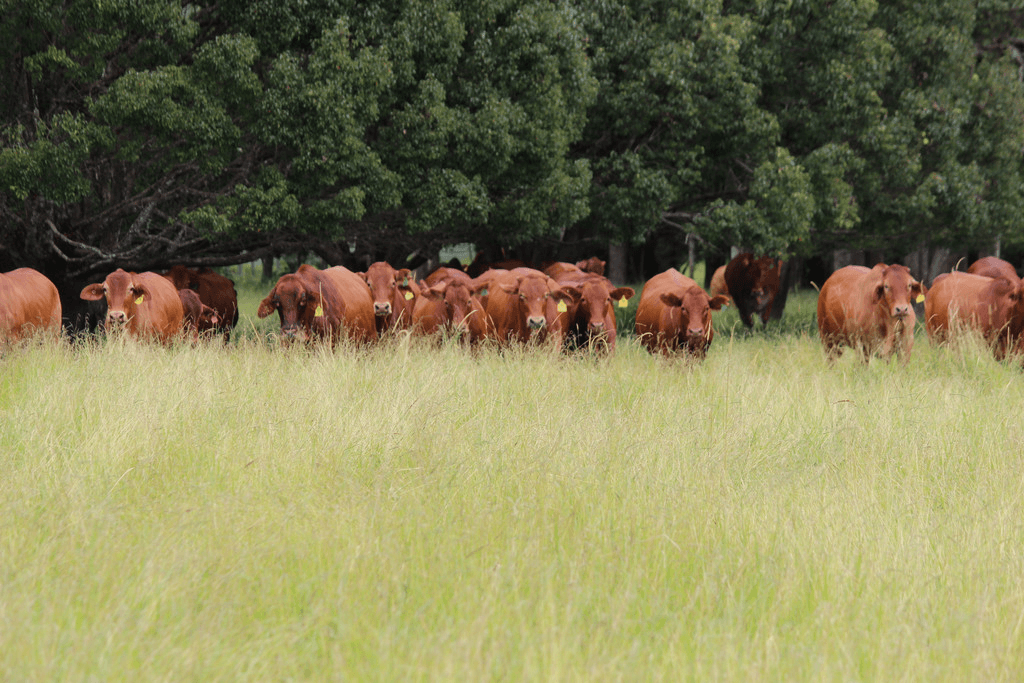 'HILLVIEW' FOR SALE BY AUCTION 20th MAY 2021, UPPER BARRON, QLD 4883