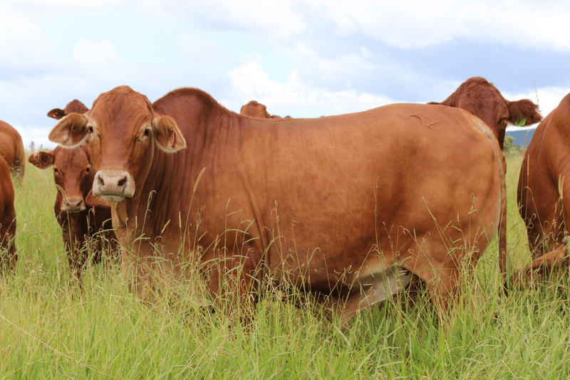 'HILLVIEW' FOR SALE BY AUCTION 20th MAY 2021, UPPER BARRON, QLD 4883