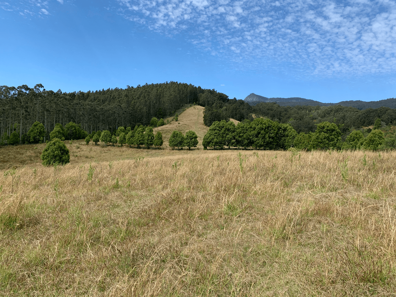 1718 Byrill Creek Road, BRAYS CREEK, NSW 2484