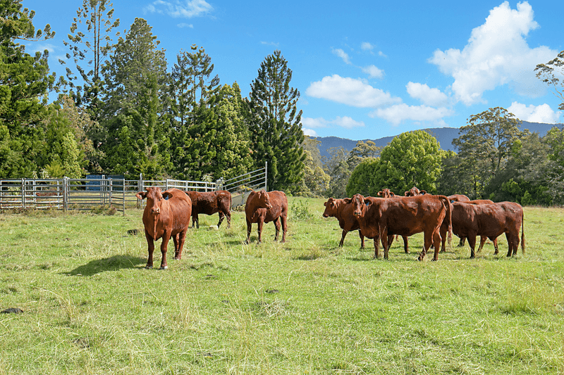 1718 Byrill Creek Road, BRAYS CREEK, NSW 2484