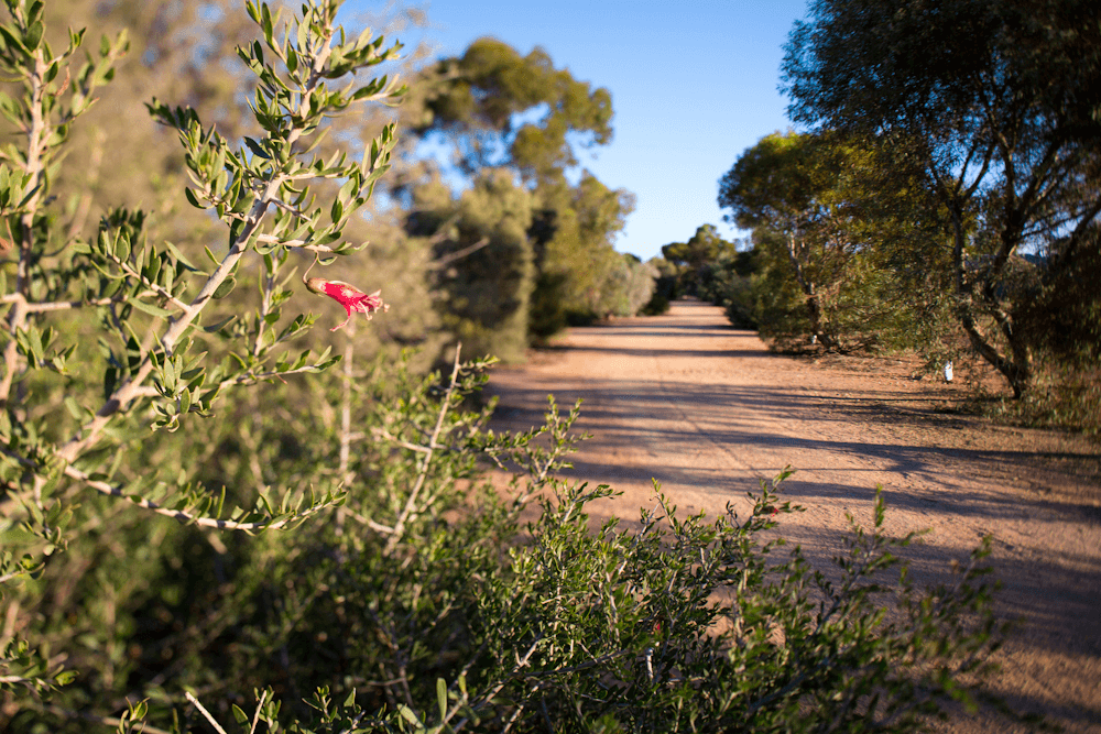 Verdi Boulevard, Irymple, VIC 3498