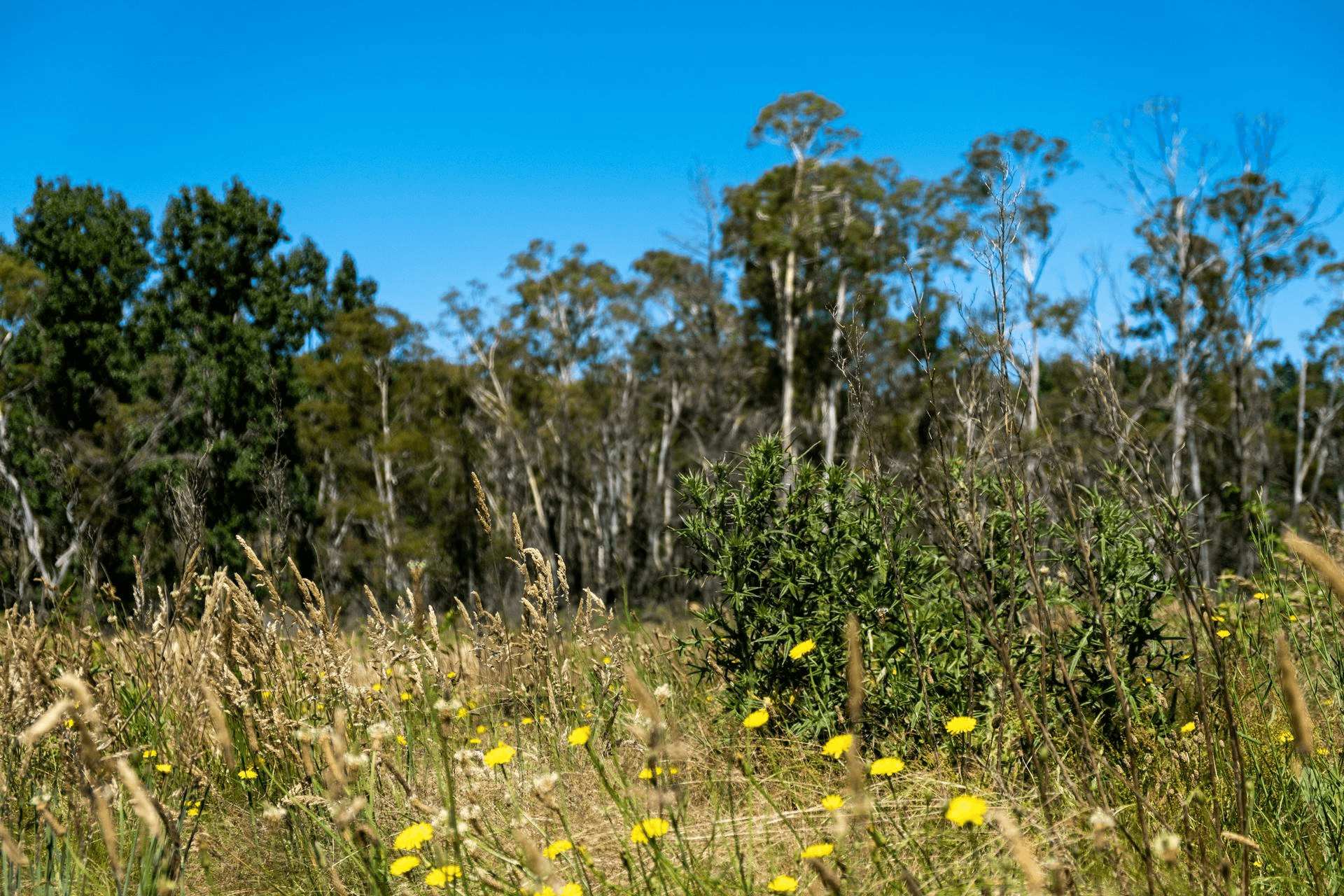 Sandholes Road, Braidwood, NSW 2622