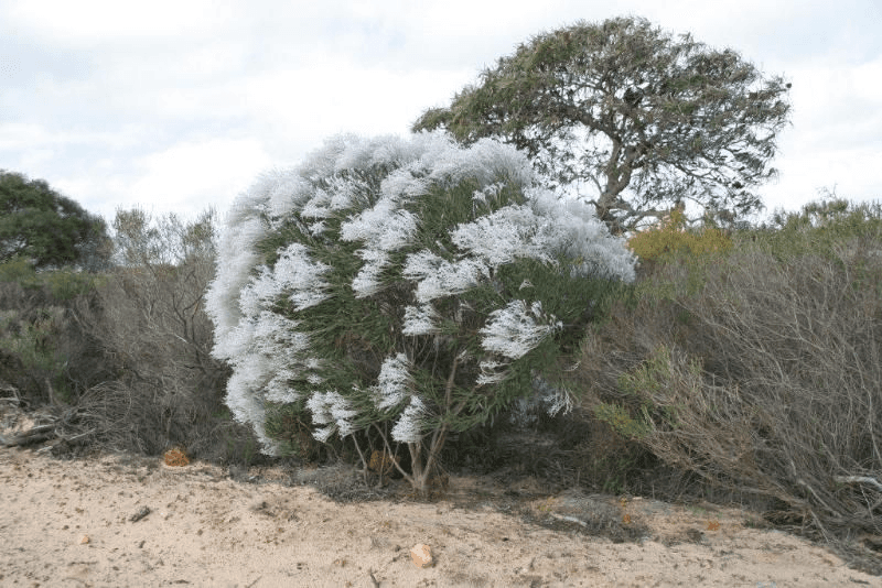 Lot 10112 Binnu West Road, Kalbarri, WA 6536