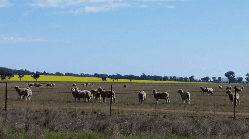 21 Bunganbil Street, Grong Grong, NSW 2652