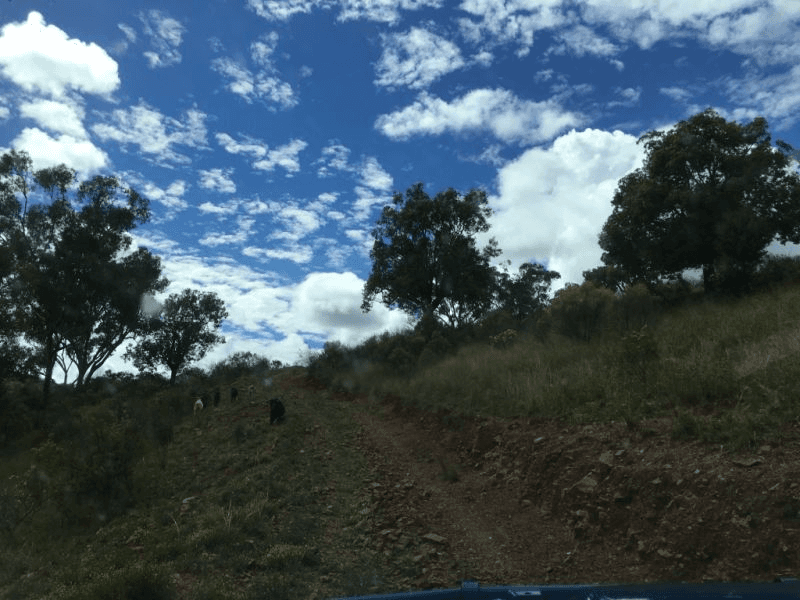 3381 Halls Creek Rd, HALLS CREEK, NSW 2346