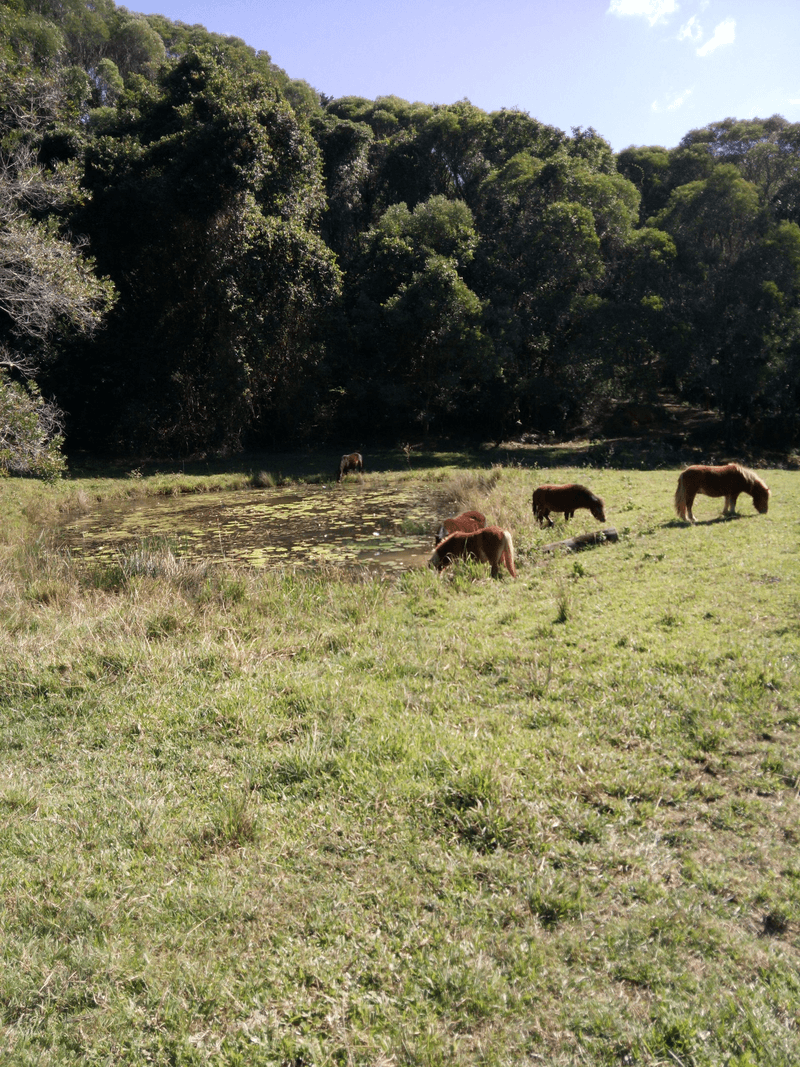 532 Black Mountain Road, BLACK MOUNTAIN, QLD 4563