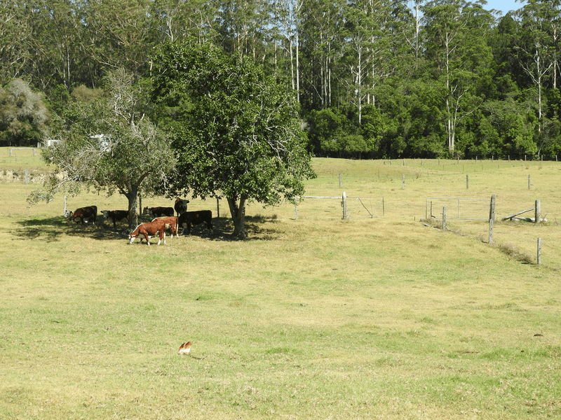 484 Blackbutt Road,, HERONS CREEK, NSW 2439