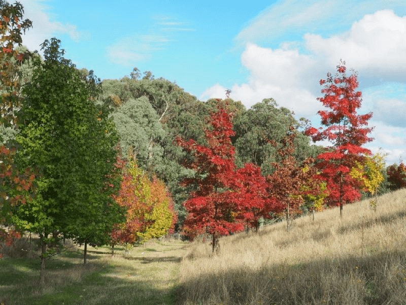 142 Red Hill Road, Beechworth, VIC 3747