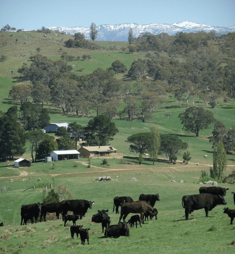 1124 Gullies Road, MOONBAH, NSW 2627