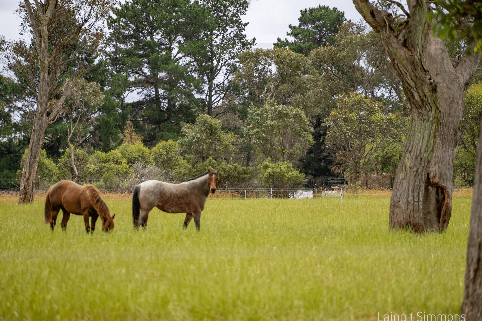 50 Holloways Lane, Armidale, NSW 2350