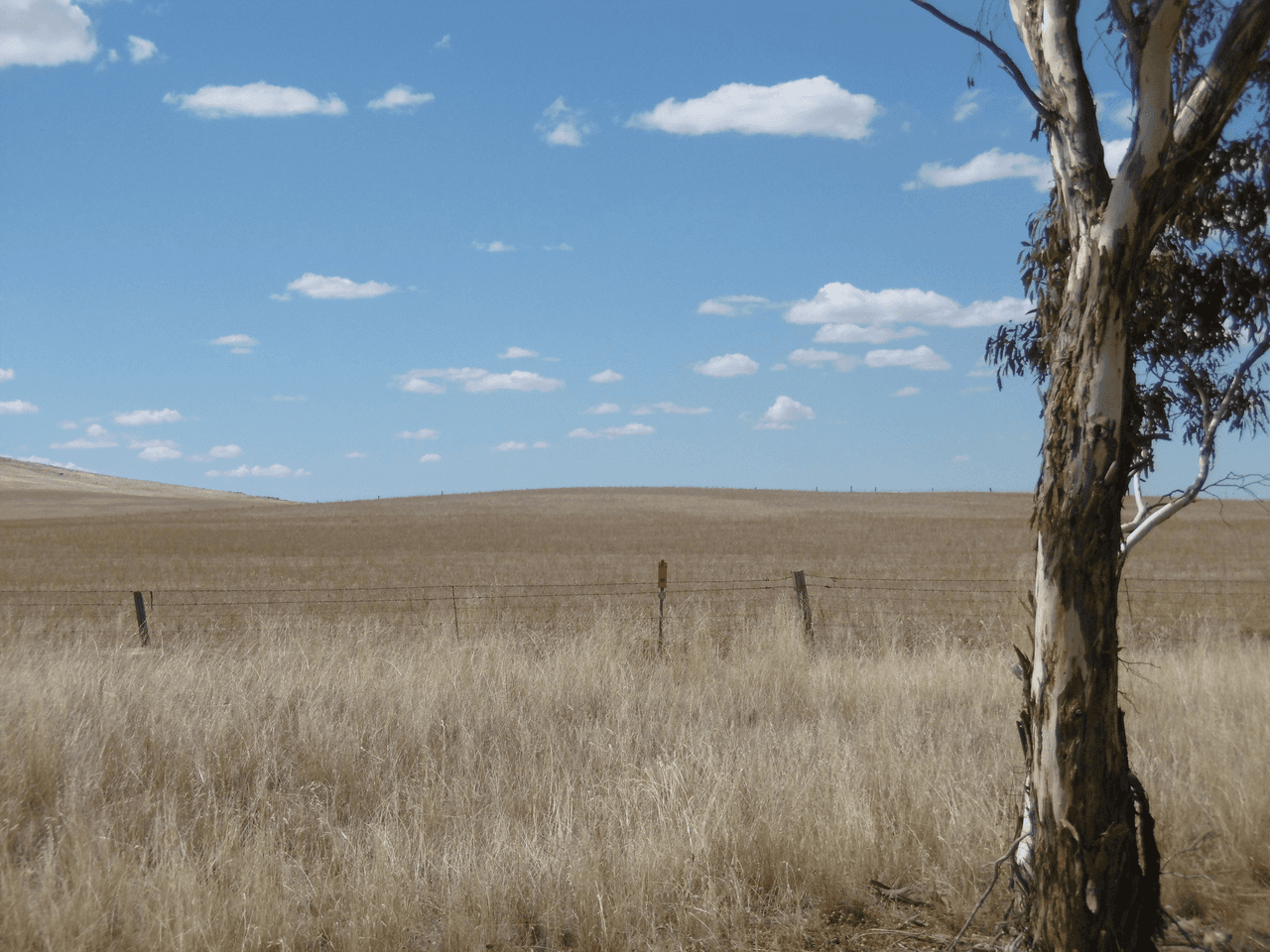 - Stone Hut-Caltowie Road, CALTOWIE, SA 5490