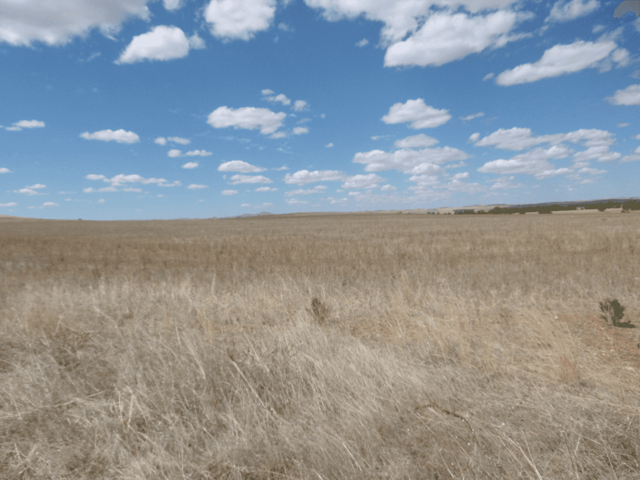 - Stone Hut-Caltowie Road, CALTOWIE, SA 5490