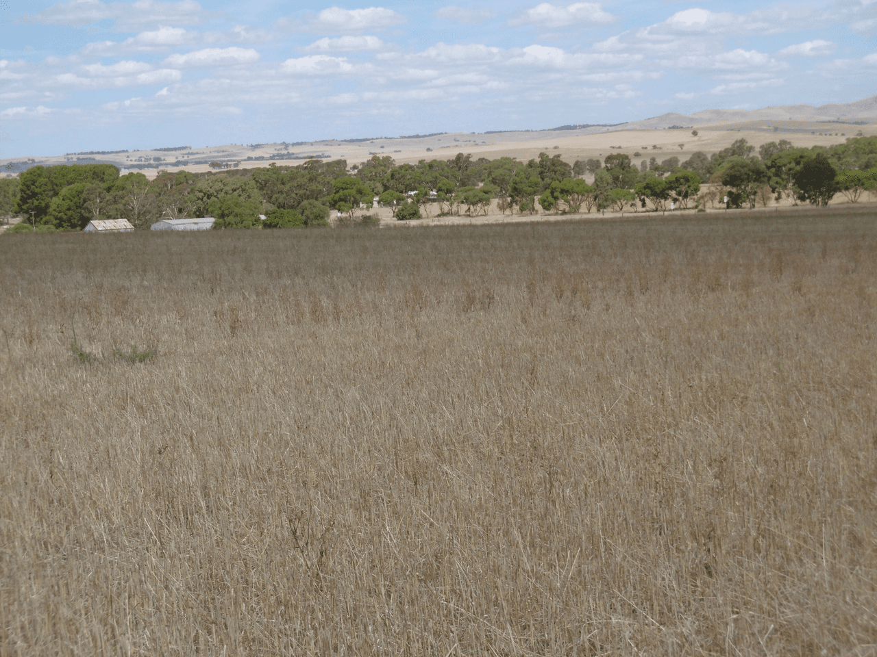 - Stone Hut-Caltowie Road, CALTOWIE, SA 5490