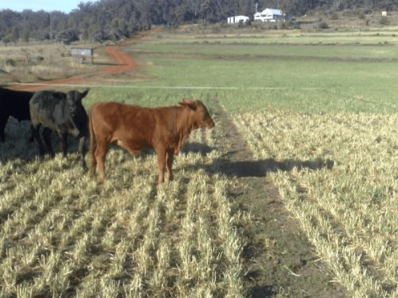 Rummells Road Goombungee, Toowoomba, QLD 4350