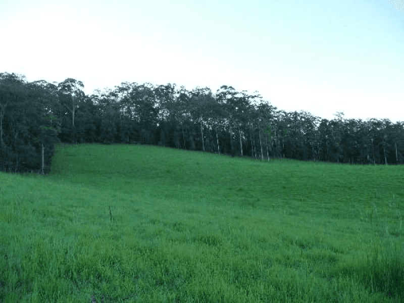 Misty Ridge Road, Bellangry, NSW 2446