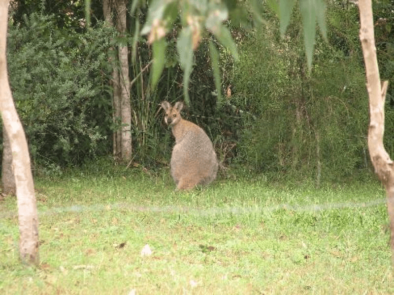 3 Limerick Drive Witheren, Canungra, Qld, Canungra, QLD 4275