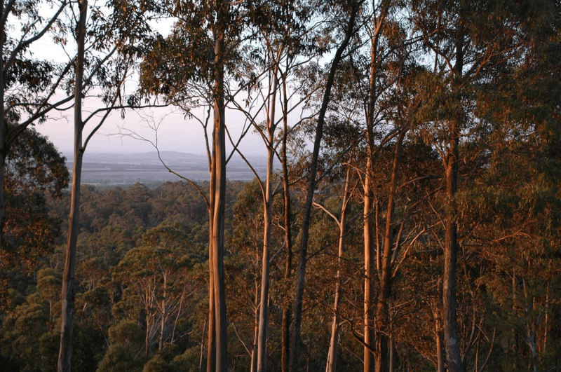 90 Sincocks Road, Deans Marsh, VIC 3235