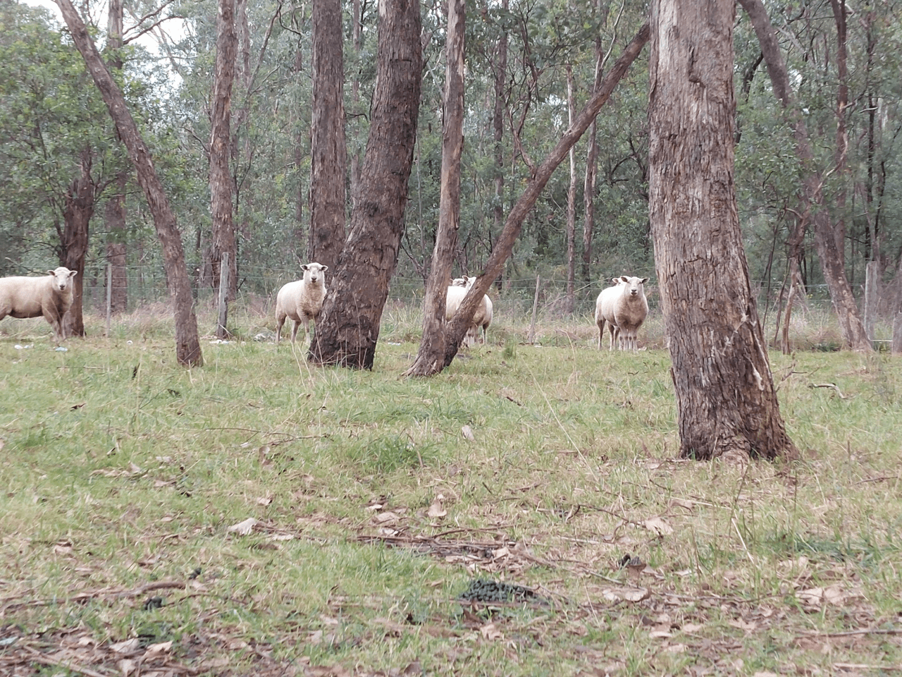 120 Roberts Road, BUCHAN SOUTH, VIC 3885