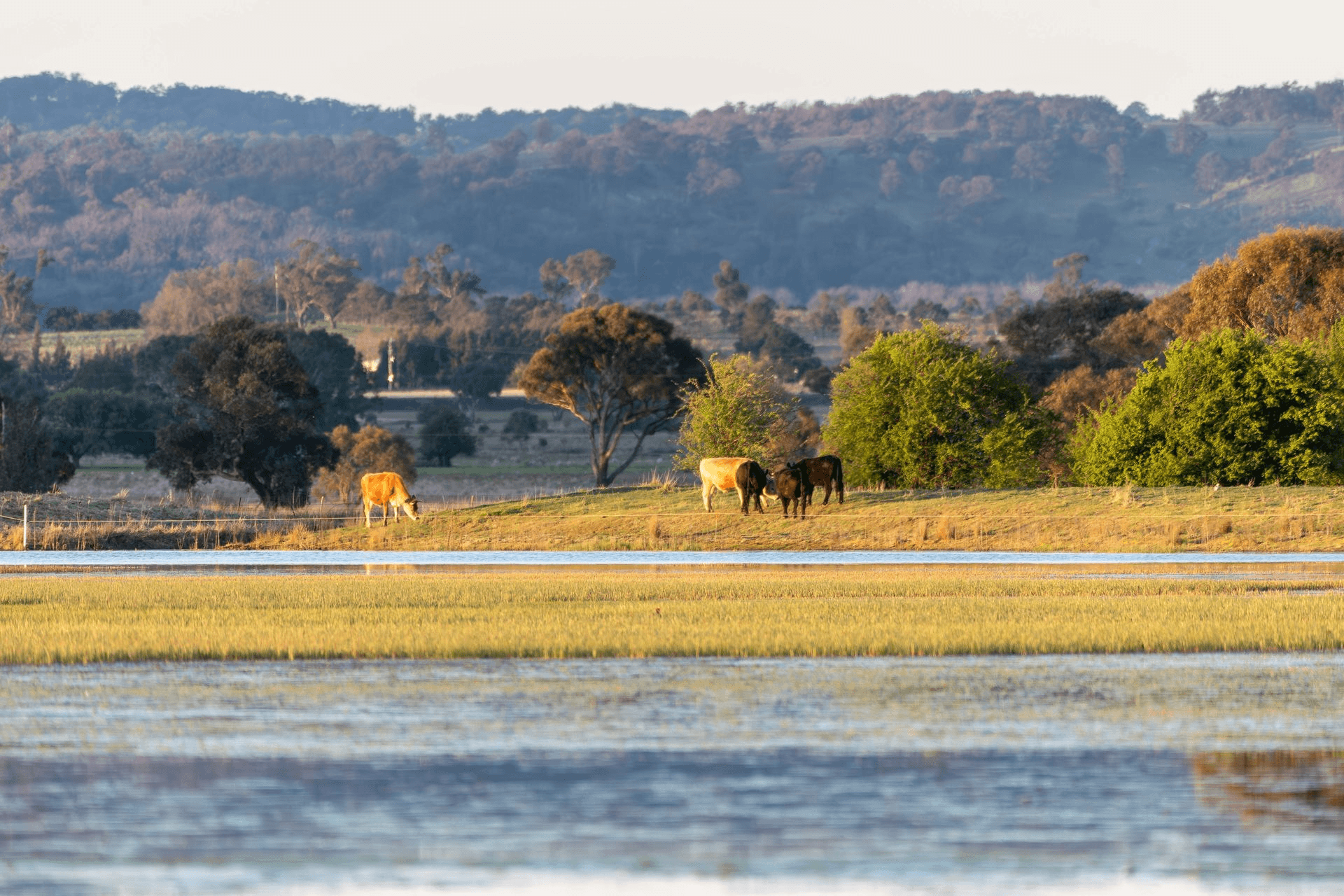 62 Mundays Lane, Saumarez Ponds, NSW 2350