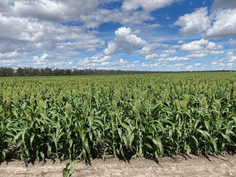 Newell Highway, MOREE, NSW 2400