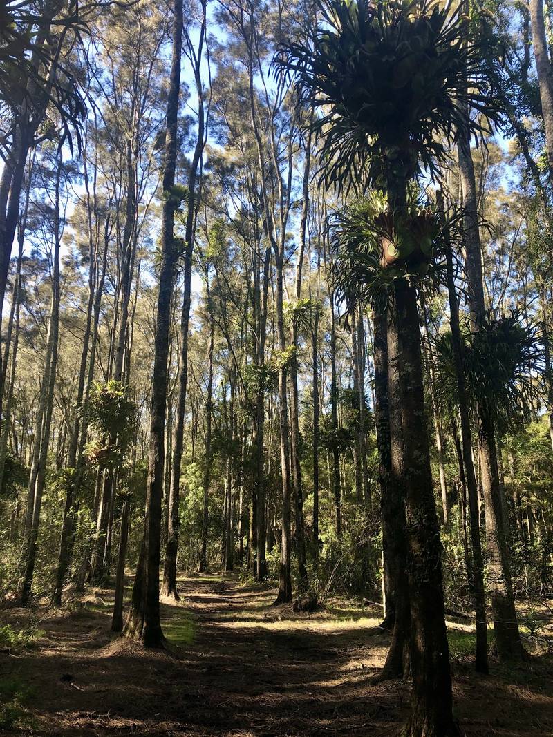 8 Doncaster Place, HYLAND PARK, NSW 2448