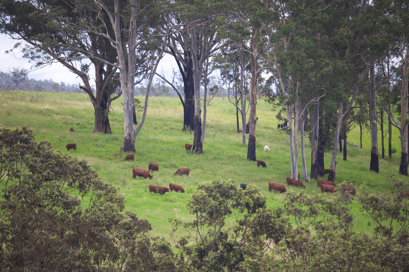 1591 Tyringham Road, DORRIGO, NSW 2453