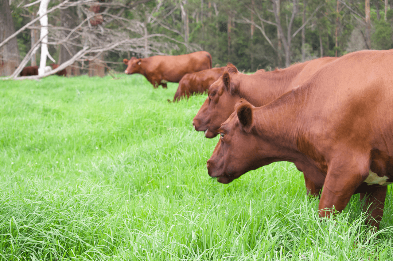 1591 Tyringham Road, DORRIGO, NSW 2453