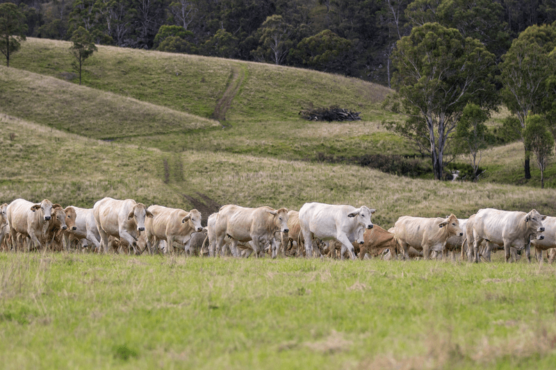 93 Armidale Gully Road, ARMIDALE, NSW 2350