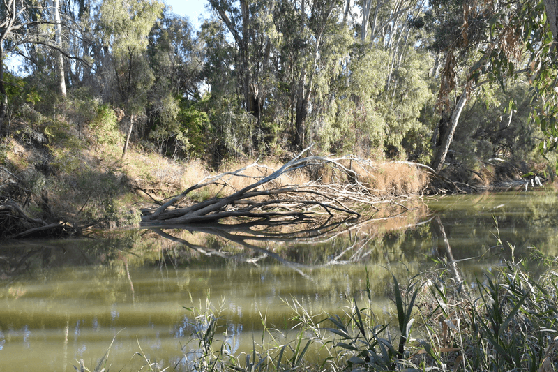 7 Jackson Grove, MOREE, NSW 2400